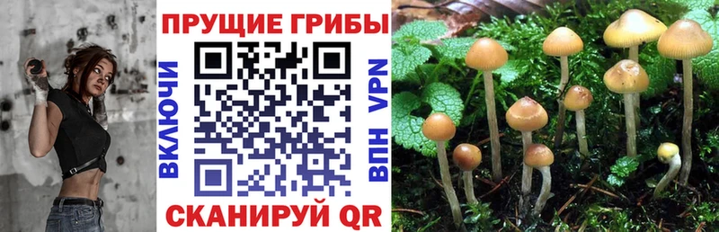 наркота  Семёнов  Псилоцибиновые грибы MAGIC MUSHROOMS 